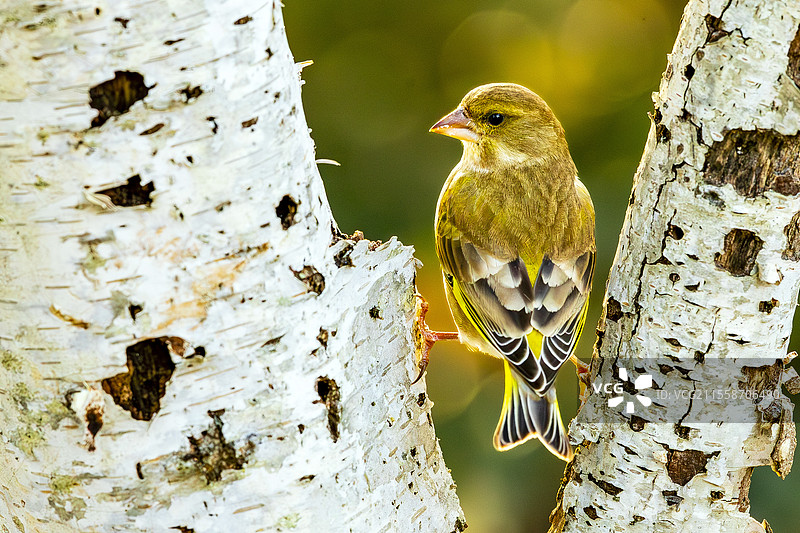 欧洲绿雀（Chloris chloris）雄性在两根树枝之间，法国伊夫林省图片素材