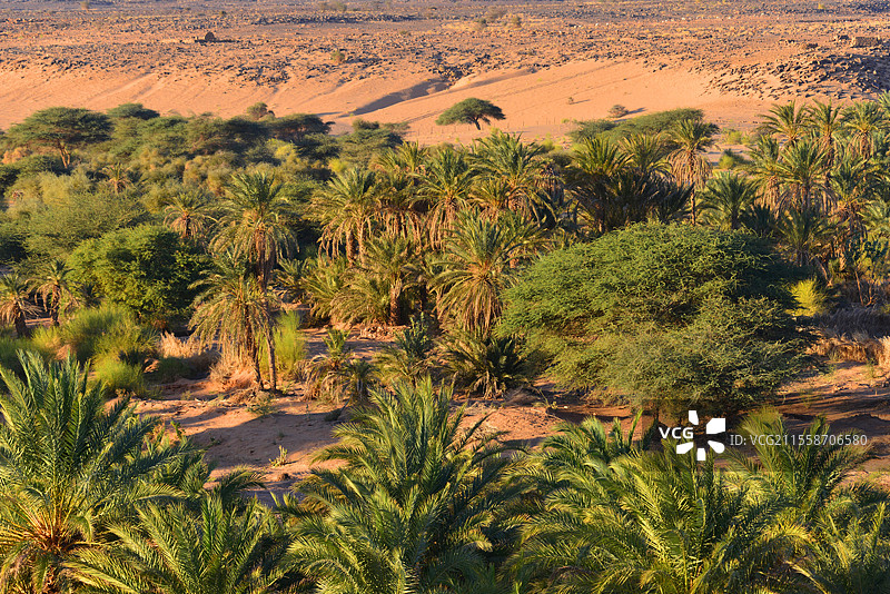 乌达内绿洲的棕榈树景观。乌达内、钦古埃提、提奇特和瓦拉塔的古老克苏尔。阿德拉尔，毛里塔尼亚。图片素材