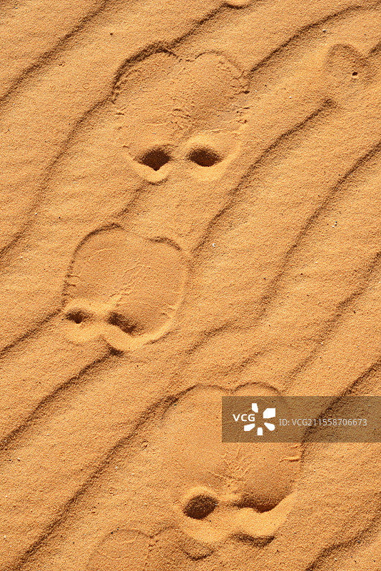 阿德拉尔沙漠中骆驼的足迹。钦古埃提。阿德拉尔。毛里塔尼亚。图片素材