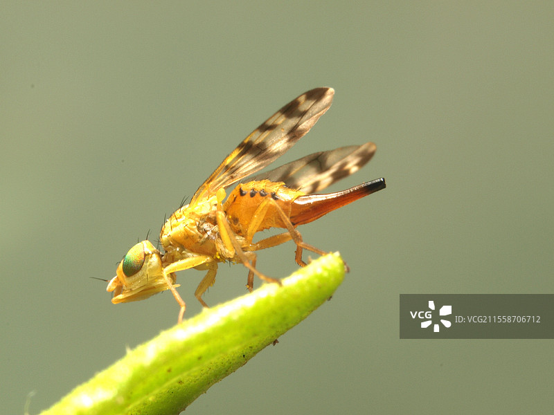 果蝇（Myopites stylatus）雌性寄生虫，寄生于法国的菊苣花蕾上图片素材