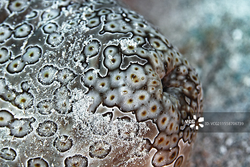 豹纹海参（Bohadschia argus），塔希提，法属波利尼西亚图片素材