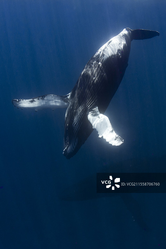 座头鲸（Megaptera novaeangliae）和幼鲸在蓝色海水中，塔希提，法属波利尼西亚图片素材