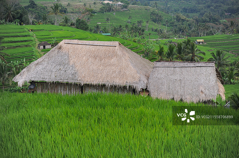贾蒂卢威稻田。蒙布杜克和乌布地区。巴厘岛。印度尼西亚。图片素材