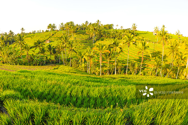 贾蒂卢威稻田。蒙布杜克和乌布地区。巴厘岛。印度尼西亚。图片素材