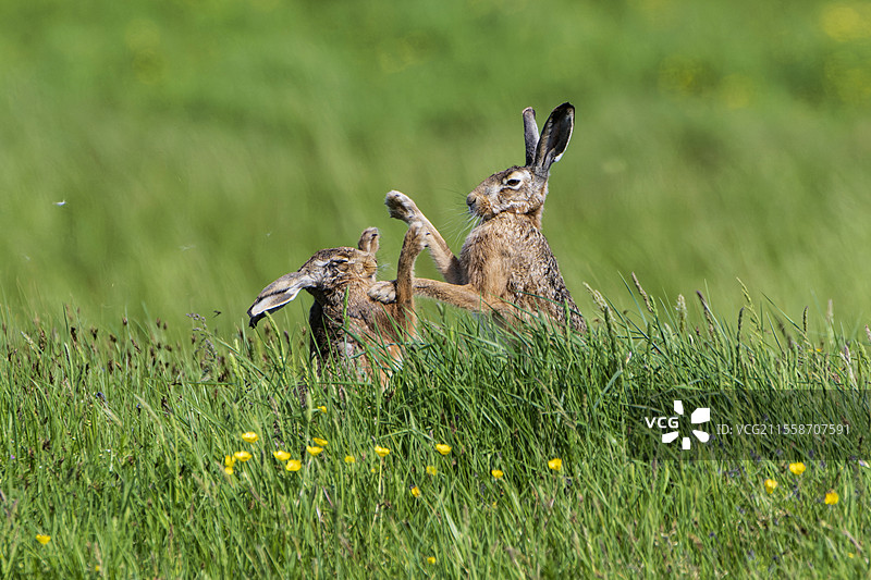 棕色野兔（Lepus europaeus），三月疯狂，法国旺代图片素材