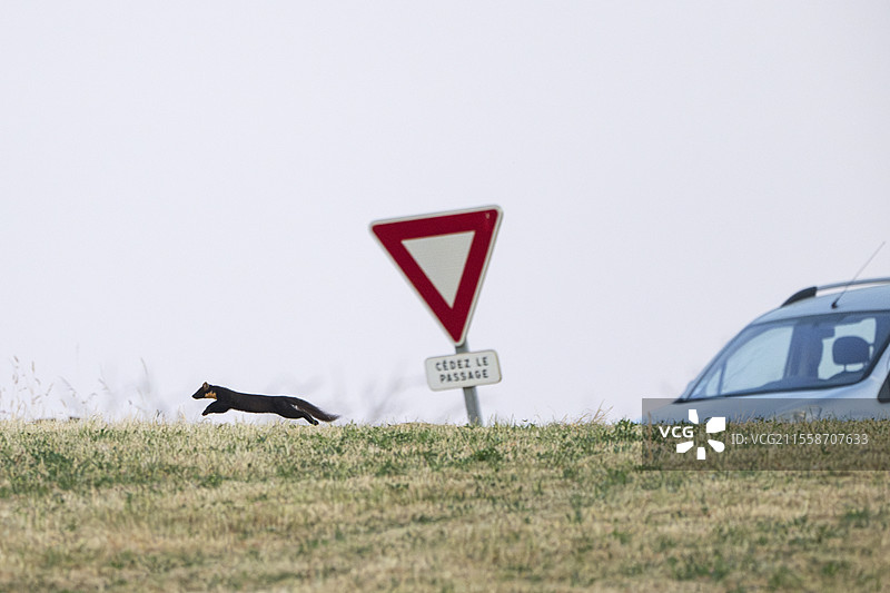 松貂（Martes martes）在法国沃日山的路边草地上奔跑图片素材
