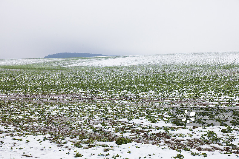 法国灰色冬季天空下的雪覆盖油菜花田，存在霜冻风险图片素材
