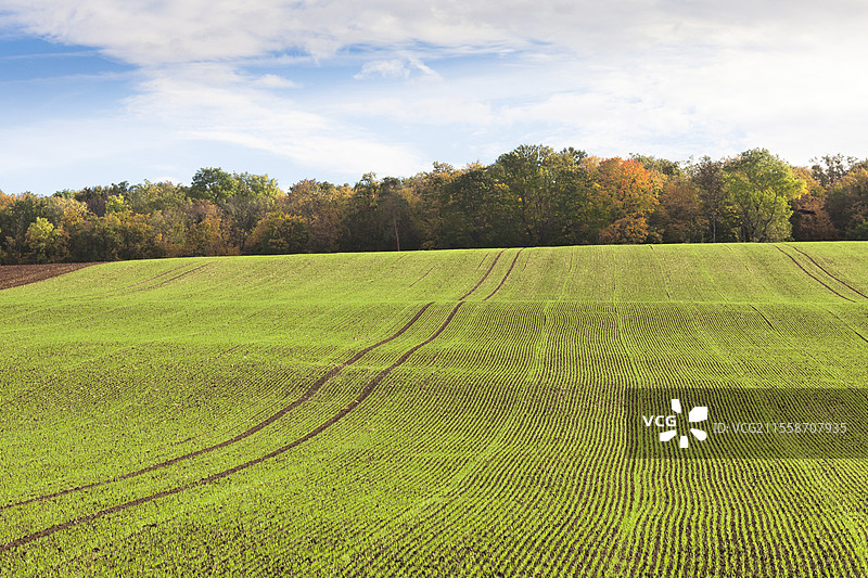 秋季法国一片倾斜地块上小麦的萌芽，直抵森林边缘图片素材