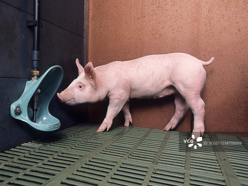 小猪在有缝隙的地板上的猪舍里，靠近饮水槽，离地养猪。图片素材