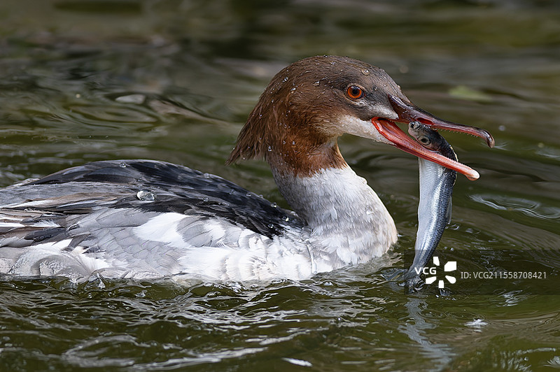 红胸秋沙鸭（Mergus serrator）雌性嘴里叼着一条鱼，德国图片素材