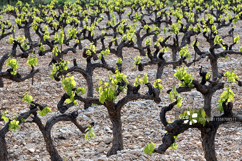 春天的碎石坡上的葡萄藤，法国普罗旺斯的蒙特旺图山图片素材