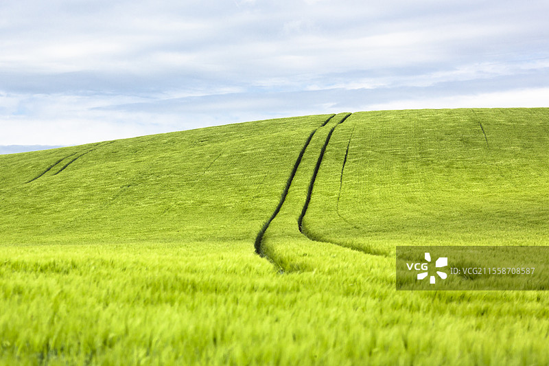 一片开花的大麦，麦穗的芒刺在风中摇曳。图片素材
