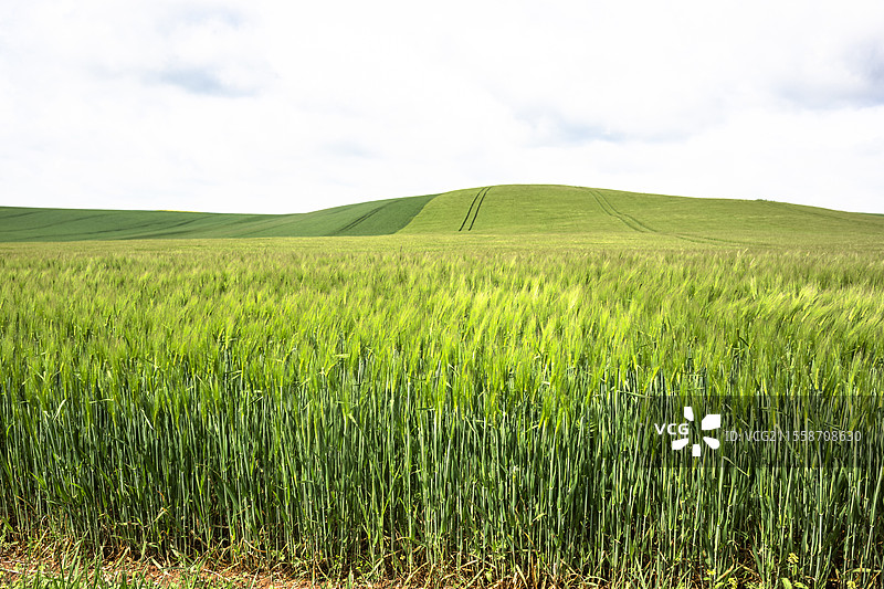 冬大麦的种植，嫩绿的麦穗在抽穗期，是否适合酿造取决于春季的蛋白质含量。图片素材