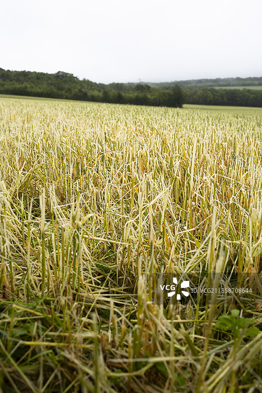 遭冰雹毁坏的大麦田，损失达到百分之百，经过一系列雷暴和大雨，冰雹条纹摧毁了部分地块，法国约讷省图片素材