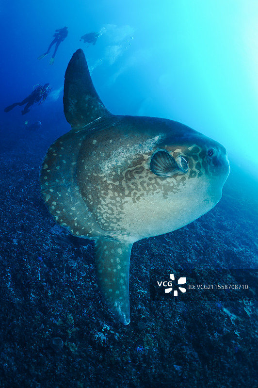 日光鱼（Mola mola）与潜水员，曼塔点潜水地点。墙壁。努沙佩尼达岛。巴厘岛。印度尼西亚。图片素材