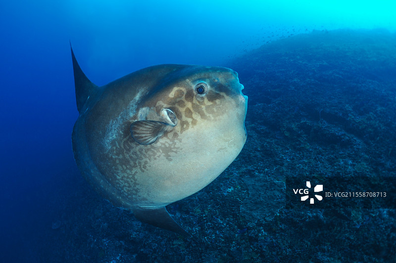 日光鱼（Mola mola），曼塔点潜水地点。墙壁。努沙佩尼达岛。巴厘岛。印度尼西亚。图片素材