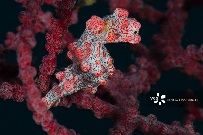 侏儒海马（Hippocampus bargibanti）。印尼巴厘岛图兰本塞拉亚潜水点。图片素材