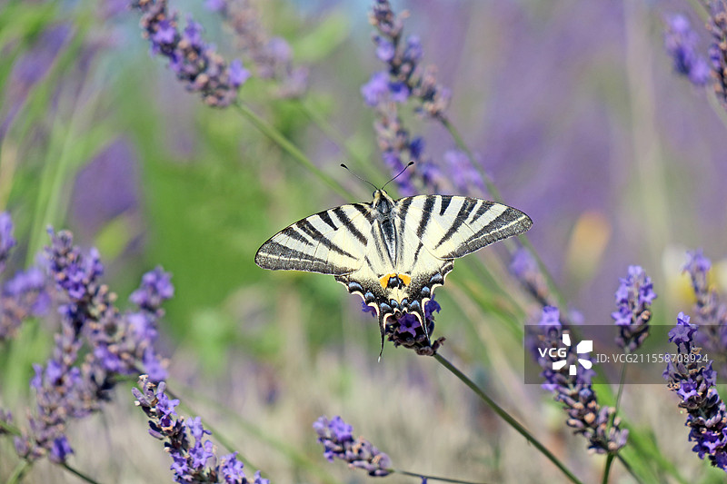 南方燕尾蝶（Iphiclides podalirius）在盛开的薰衣草中，七月时在法国德龙省的格里尼昂。图片素材