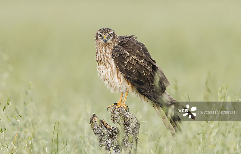 蒙塔古鹞（Circus pygargus）栖息在树桩上，西班牙卡斯蒂利亚和莱昂的萨拉曼卡图片素材