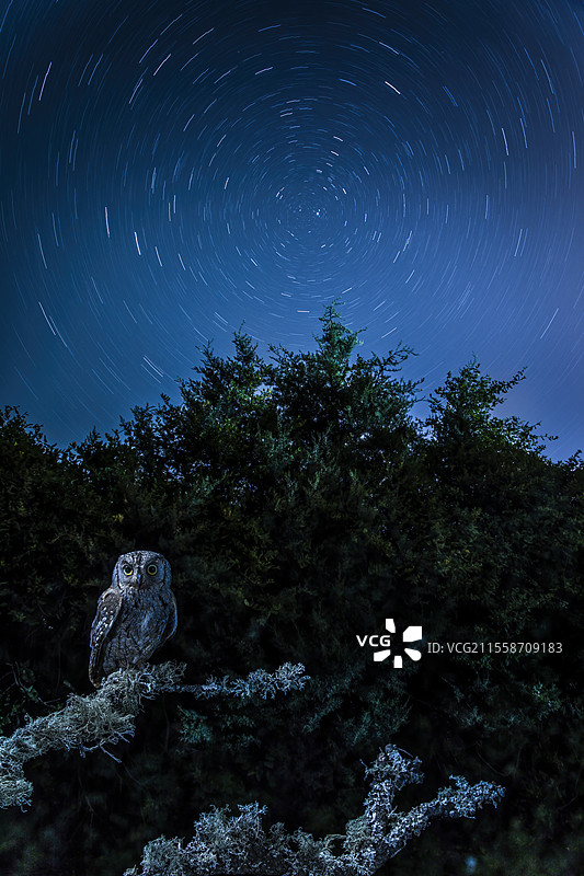 欧亚角鸮（Otus scops）在夜间的树枝上，星轨背景，西班牙卡斯蒂利亚和莱昂的萨拉曼卡图片素材