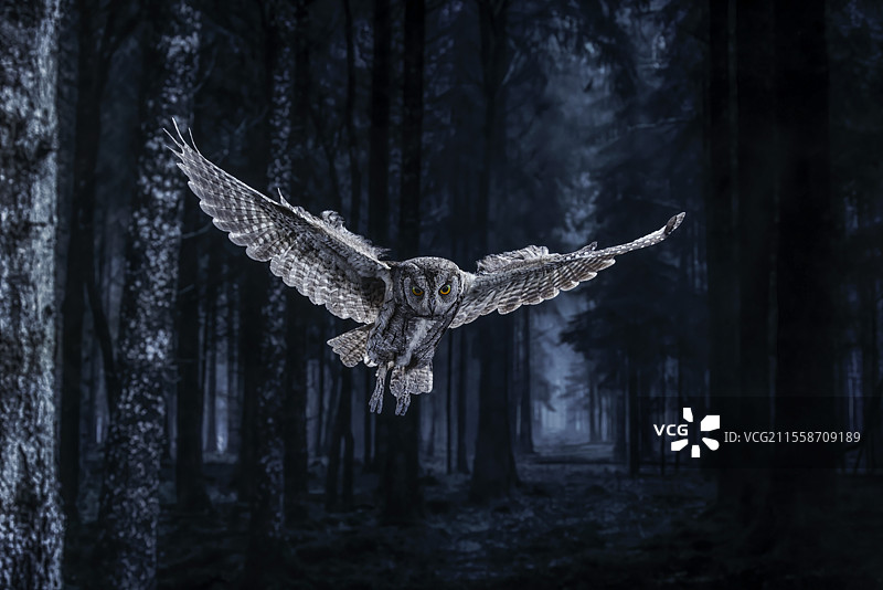 欧亚角鸮（Otus scops）在西班牙卡斯蒂利亚和莱昂的萨拉曼卡森林中夜间飞行图片素材