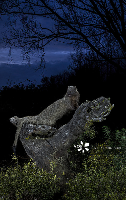 埃及猫鼬（Herpestes ichneumon）在夜间的枯树上，萨拉曼卡，卡斯蒂利亚-莱昂，西班牙图片素材