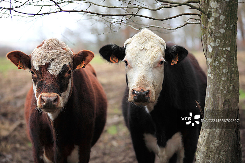 两头赫里福德牛的肖像图片素材