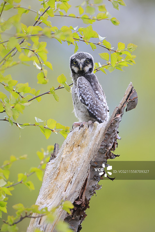 年轻的鹰鸮（Surnia ulula）已经离开巢穴，正在等待成年鸟归来喂食。挪威图片素材