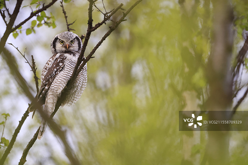 成年鹰鸮（Surnia ulula）栖息在挪威的一棵桦树上图片素材
