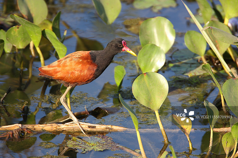 成年黄脚鹤在水葫芦中，巴西南部图片素材