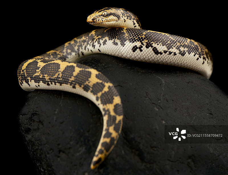 肯尼亚沙蟒 (Gongylophis colubrinus)图片素材