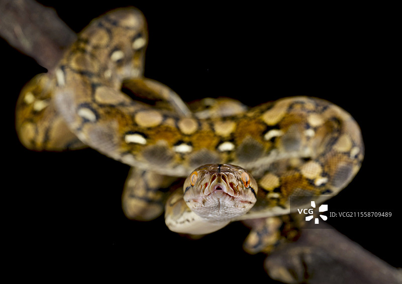 网纹蟒（Malayopython reticulatus）图片素材