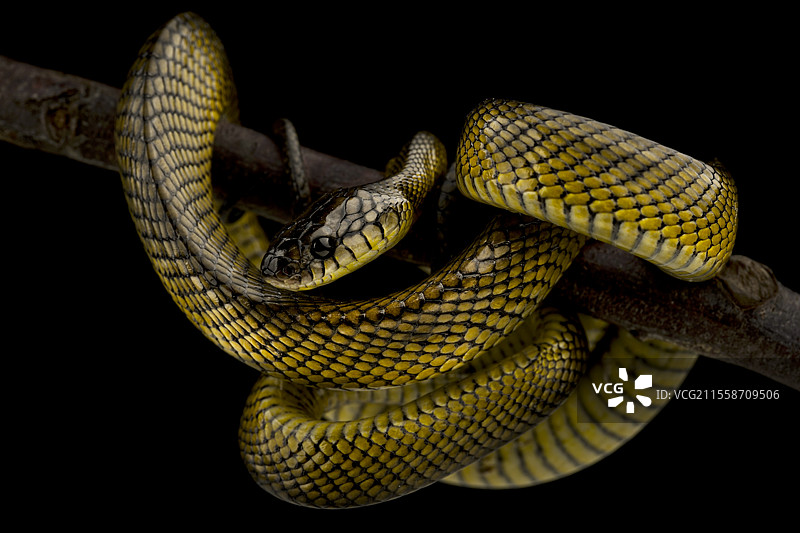 Tanahjampea猫蛇 (Boiga tanahjampeana)图片素材