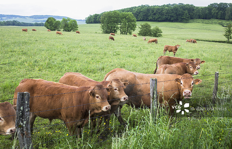 一群利穆赞牛、母牛、小牛和年轻的放牧牛，在法国莫尔凡地区的牧场上。图片素材