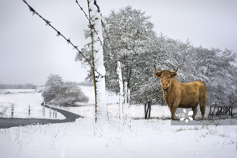 冬季的奥弗涅，法国，围栏草地上的利穆赞牛，初雪覆盖大地。图片素材