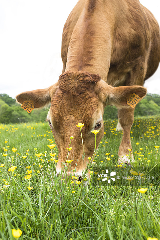 利穆赞牛在法国春季草地上的黄油花丛中吃新鲜的草。图片素材