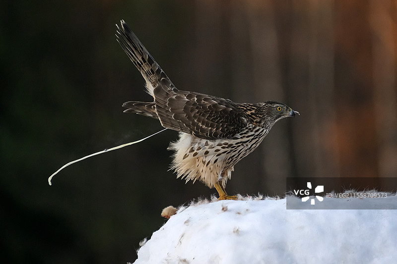 欧亚苍鹰幼鸟（Accipiter gentilis）在芬兰奥卢的雪地上排便图片素材