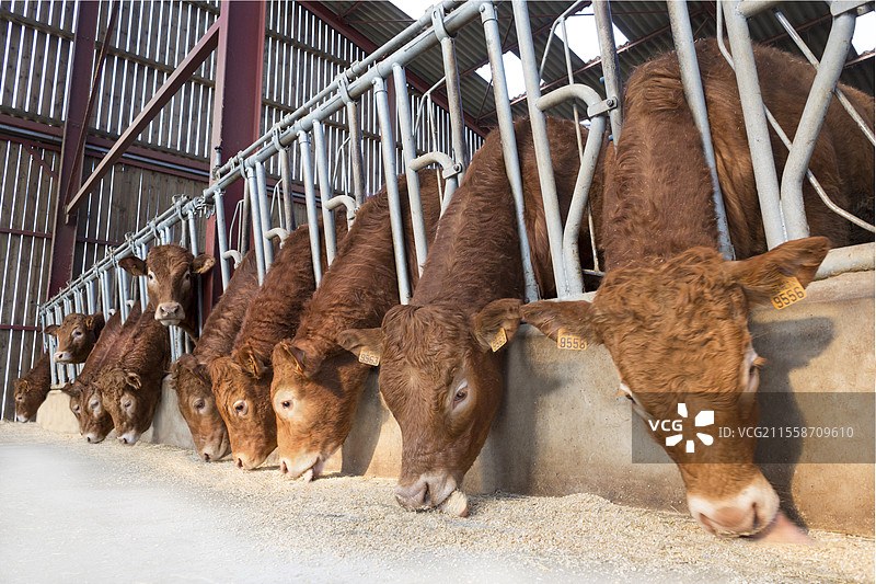 利穆赞小母牛在现代牛舍中用头锁喂食干草、颗粒、浓缩饲料和矿物补充剂。图片素材