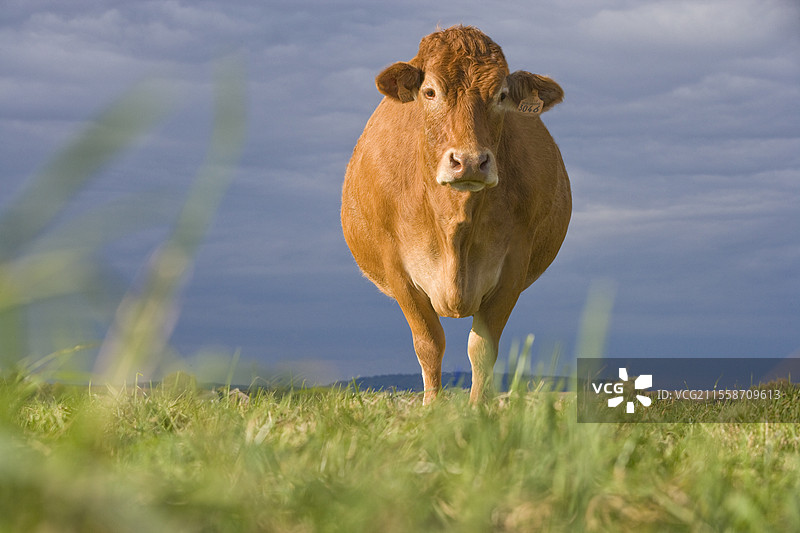 准备分娩的利穆赞牛在日出时分的草地上图片素材