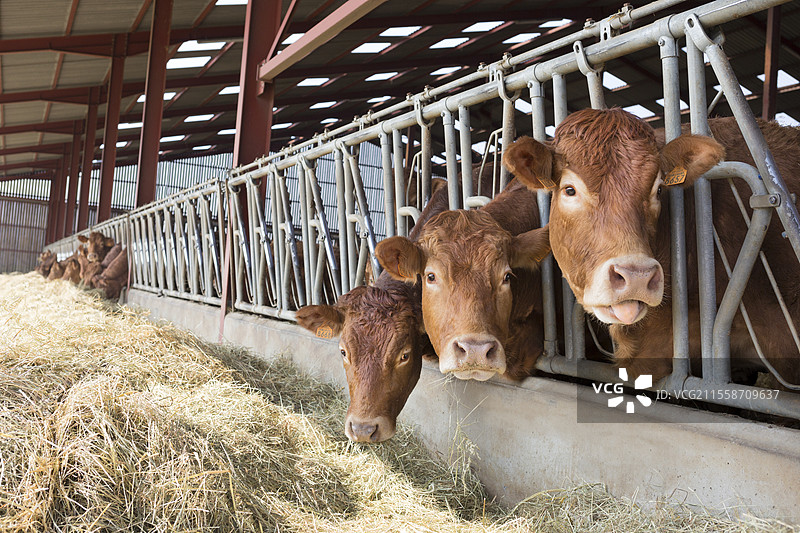 利穆赞牛的头被夹在头锁中，面前是干草。其中一头牛伸出了舌头。图片素材