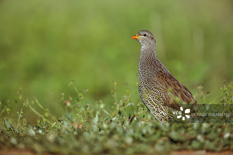 纳塔尔石鸡（Pternistis natalensis）在南非克鲁格国家公园的草地上行走图片素材