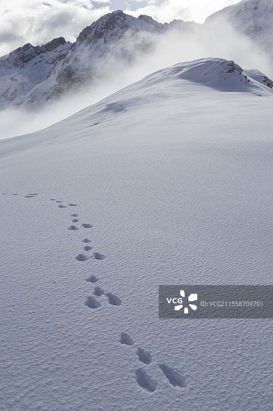 雪中的山兔（Lepus timidus）足迹，阿尔卑斯山，瑞士沃州。图片素材