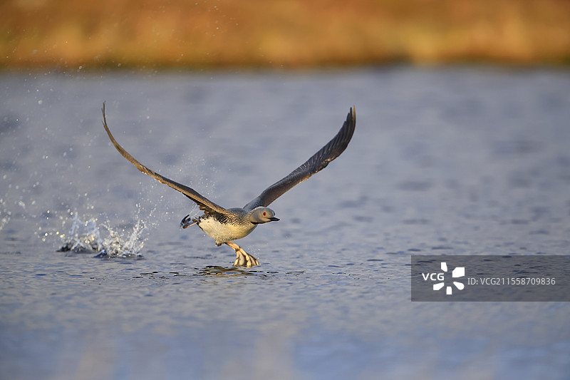 红喉潜鸟（Gavia stellata）成年鸟在挪威瓦朗厄尔的水面上起飞，身披繁殖羽毛。图片素材