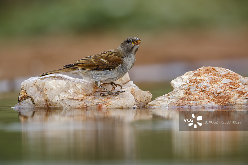 南方灰头麻雀（Passer diffusus）站在南非克鲁格国家公园水坑中央的一块岩石上图片素材