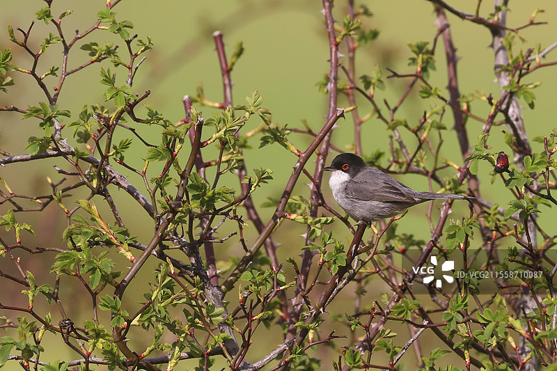 黑头莺（Curruca melanocephala）雄性栖息在荆棘丛中，法国卡马尔格图片素材