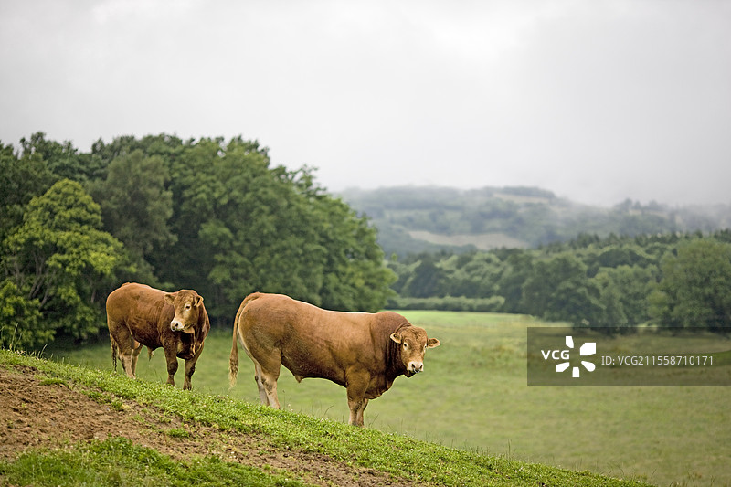法国利穆赞地区的草地上的利穆赞公牛图片素材