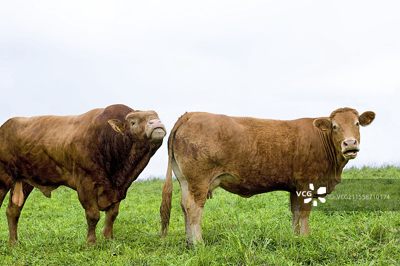 公牛和利穆赞母牛，公牛过来嗅闻发情的母牛图片素材