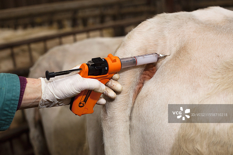 兽医为一群夏洛莱牛接种蓝舌病疫苗。图片素材