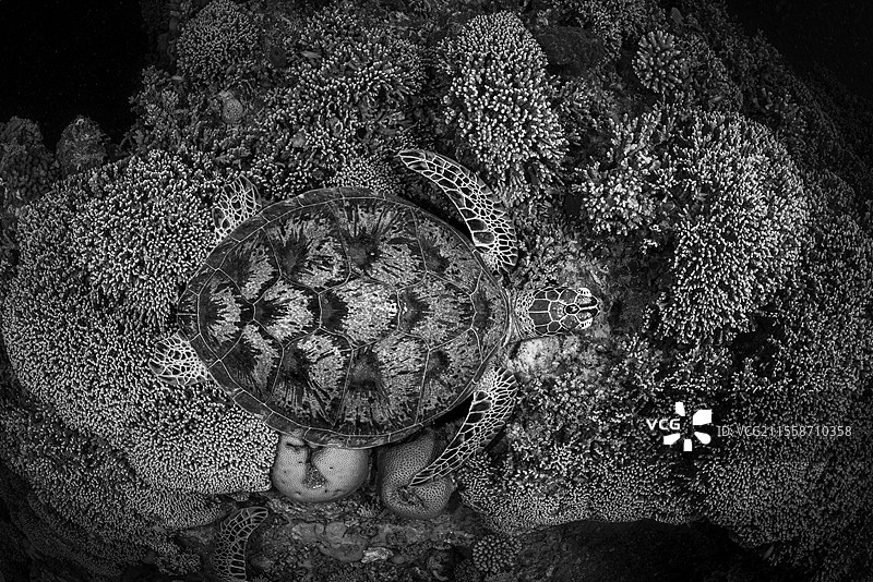 绿海龟（Chelonia mydas）在马约特岛N'Gouja海滩的小坡落处的珊瑚铲上休息图片素材