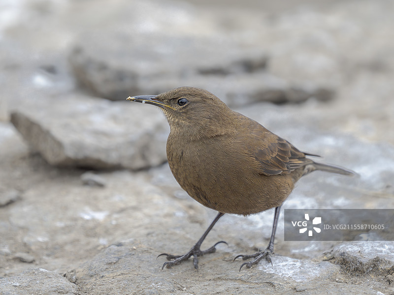 黑色的辛克洛德鸟（Cinclodes antarcticus）或称为草丛鸟。南美洲，福克兰群岛，布利克岛，夏季图片素材